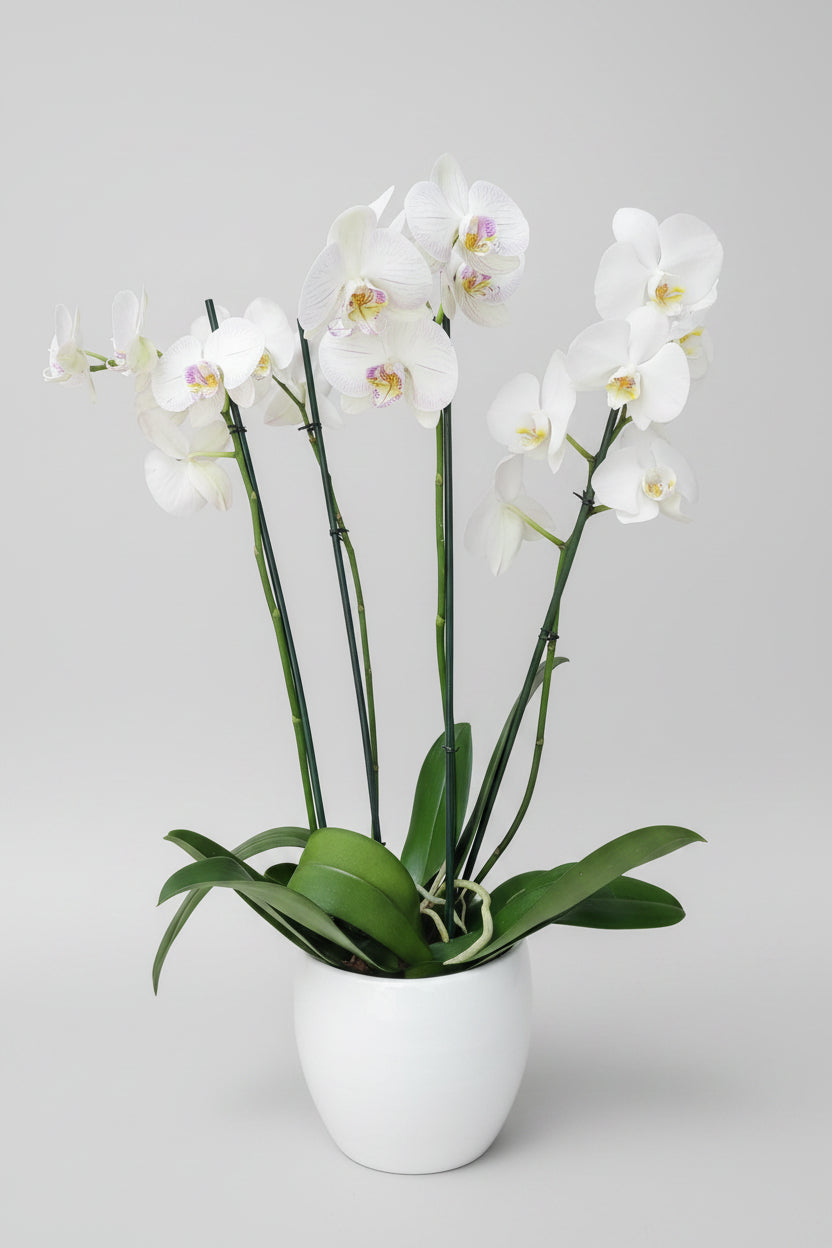 Orquídea 4