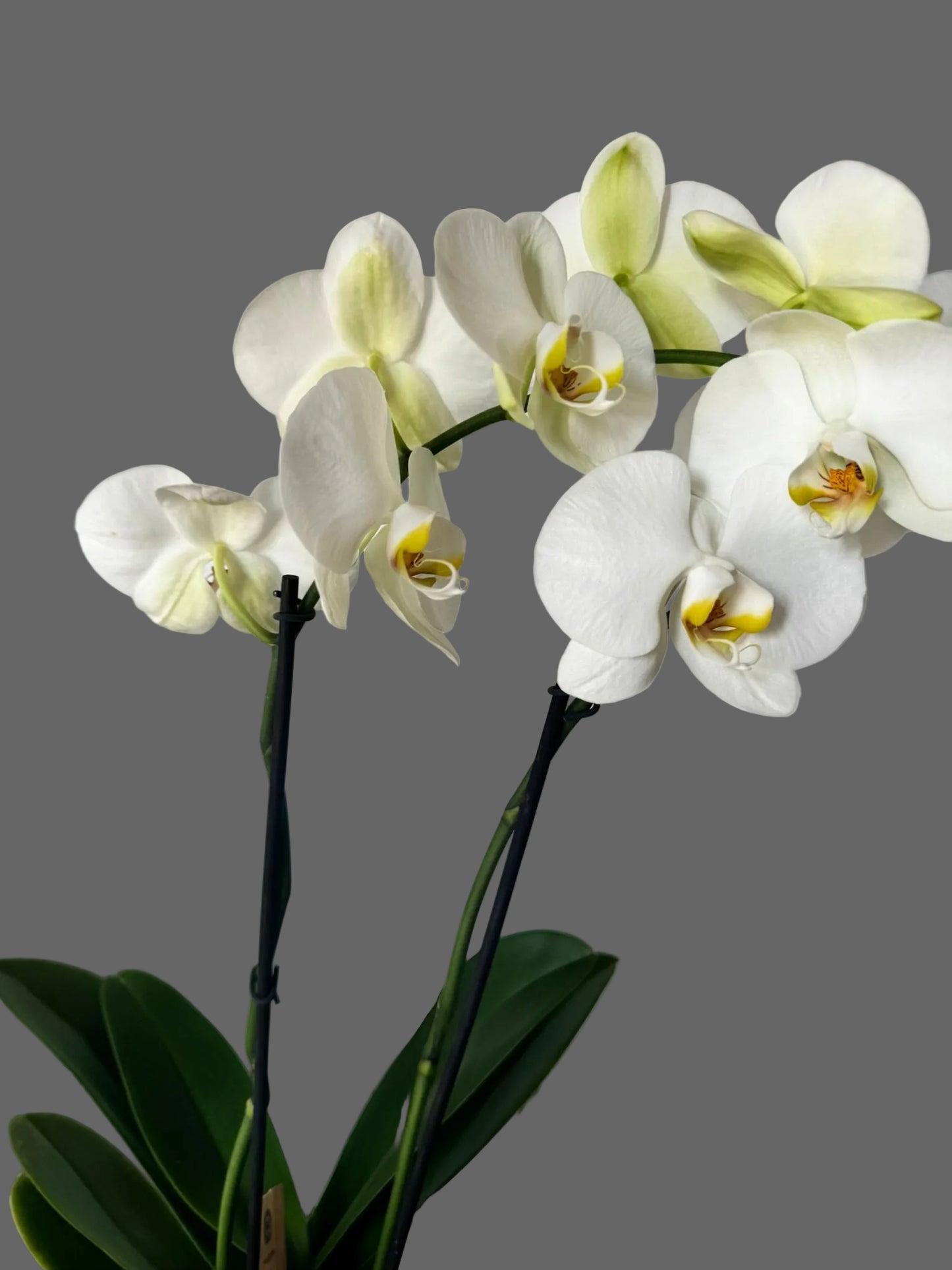 Orquídea Blnaca