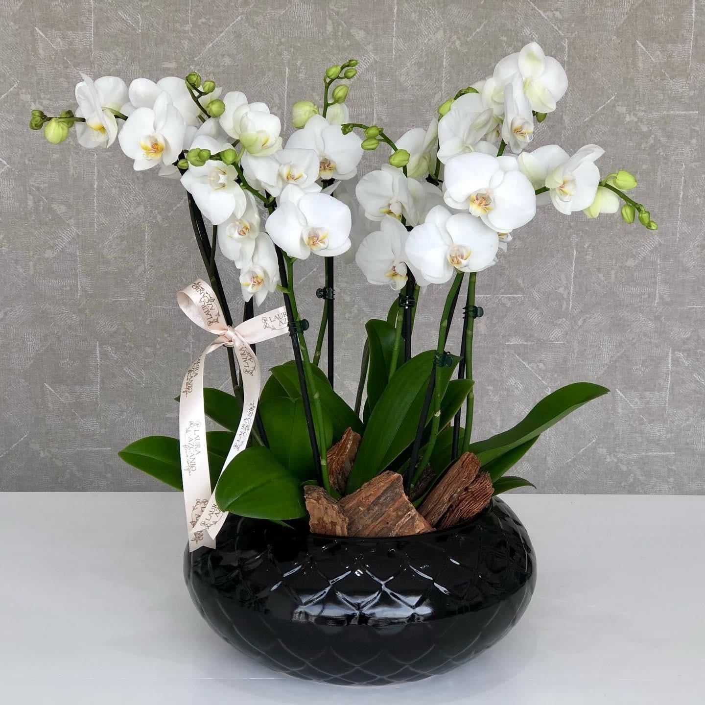 Orquídea 1