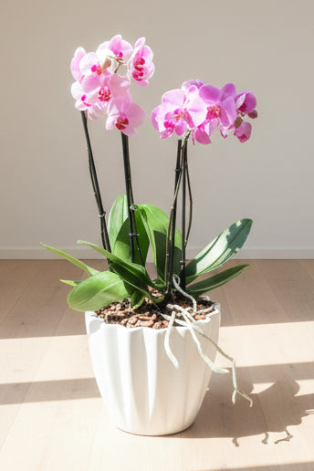 Orquídea 2