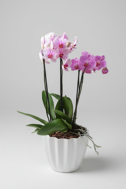 Orquídea 2