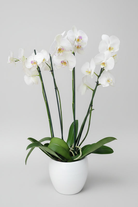 Orquídea 4