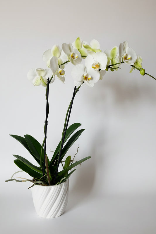 Orquídea Blnaca